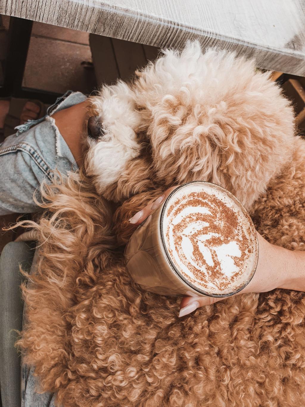Welcome to Paw & Planet: For the Dog People Who Feel Everything